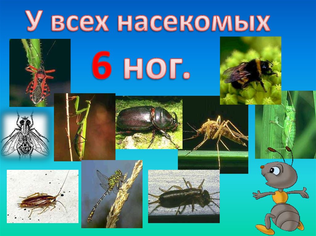 Насекомые презентация для школьников