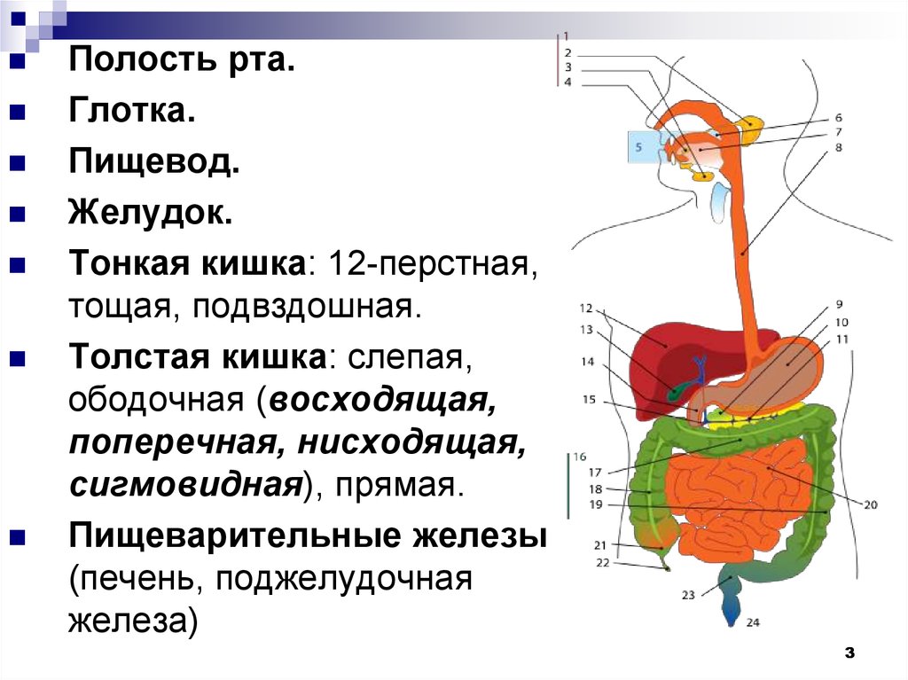 Установите соответствие печень поджелудочная