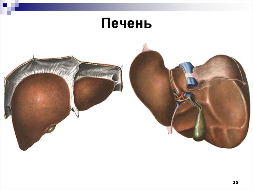 Печень части органа. Диафрагмальная поверхность печени анатомия. Висцеральная поверхность печени анатомия. Строение печени вид спереди. Печень анатомия Сапин.