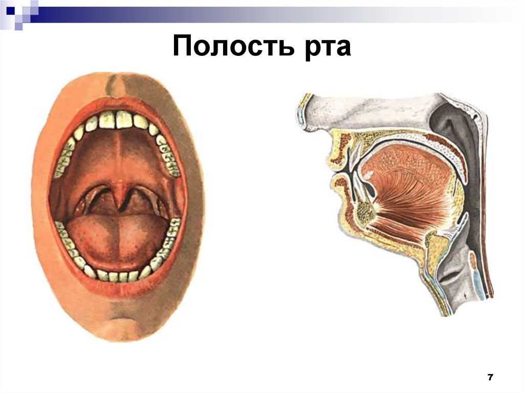 Анатомическая полости рта. Ротовая полость вид сбоку. Ротовая полость и окружающие ее органы и ткани. Ротовая полость анатомия. Строение ротовой полости.