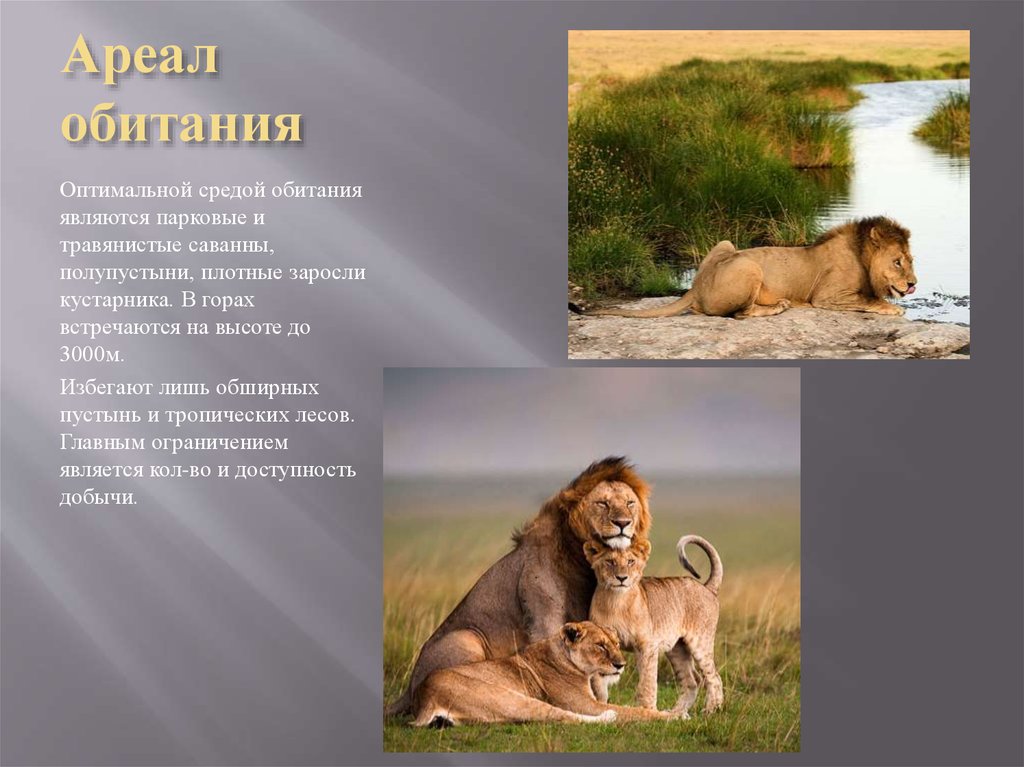 Информация про львов. Лев среда обитания. Описание Льва. Лев описание животного. Как описать Льва.