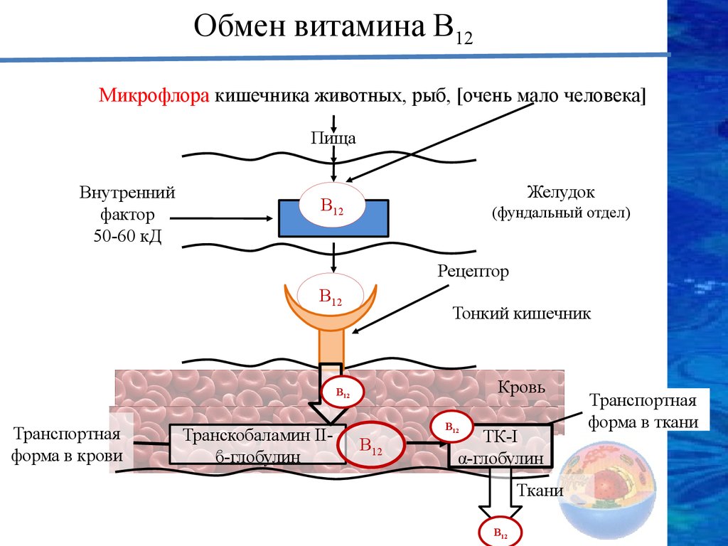 Обмен 12. Схема всасывания витамина б 12. Витамин б12 всасывается. Схема обмена витамина в12. Всасывание и витамин в12 в кишечнике.