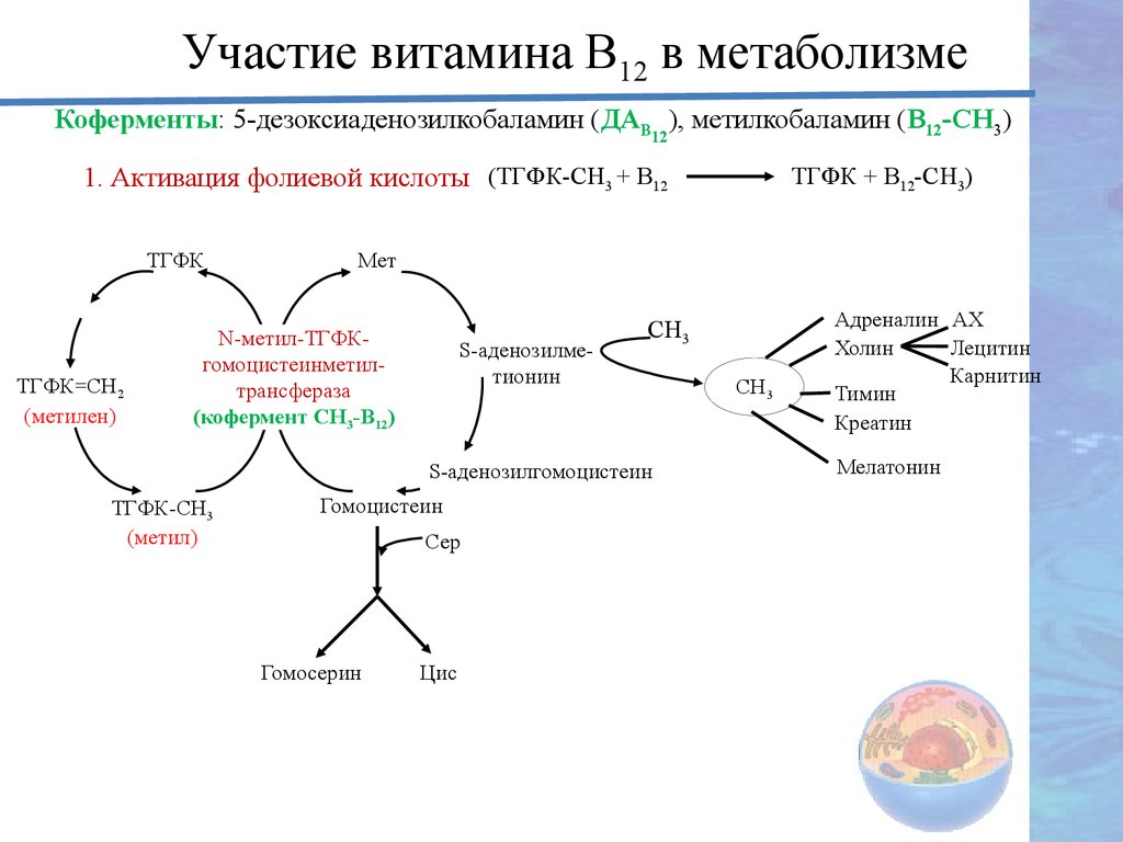 Фолиевый цикл. Схема метаболизма витамина в12. Витамин в12 участие в обмене веществ. Обмен витамина в12 схема. Обмен фолиевой кислоты и витамина в 12.