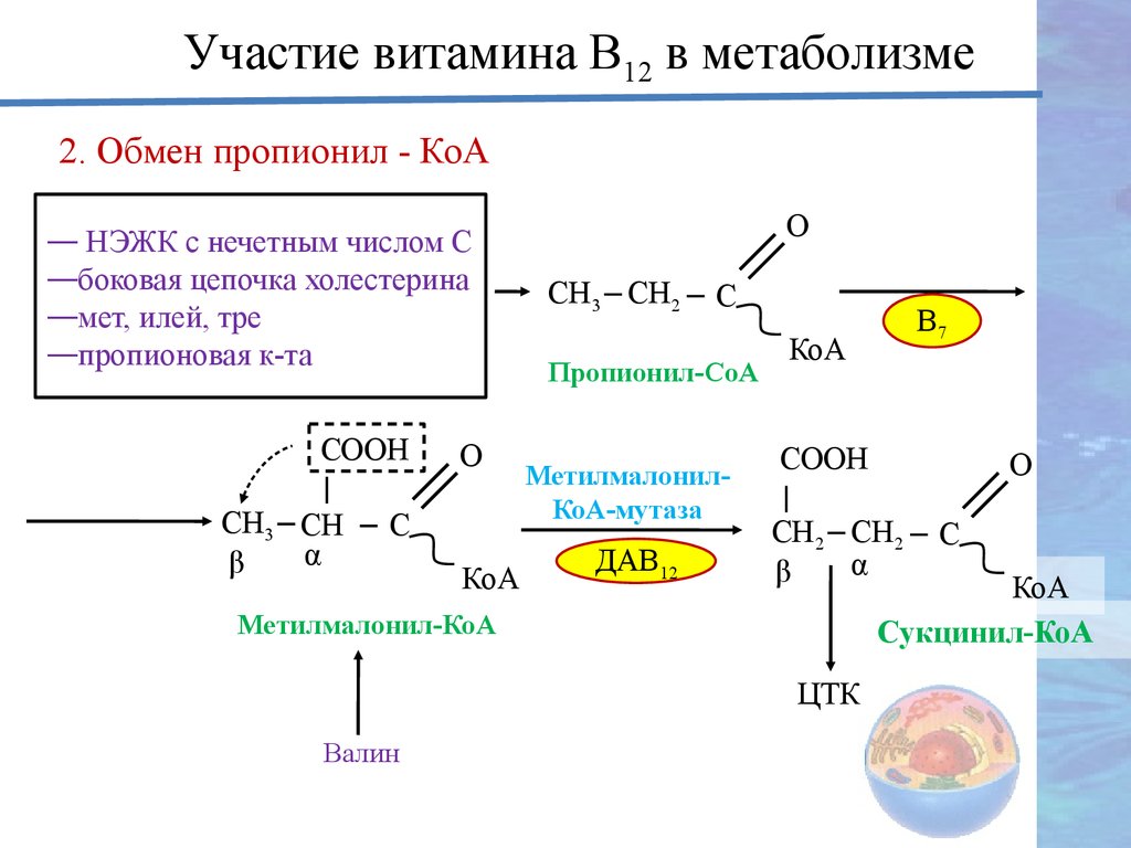 Обмен витаминов биохимия. Реакции с участием витамина в6 схема. Участие витамина в12 в метаболизме реакции. Метаболизм витамина в2 схема. Витамин в12 участие в обмене веществ.