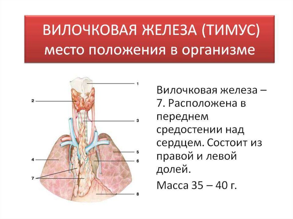 Иммунный орган тимус. Тимус вилочковая железа строение. Тимус анатомия функции. Вилочковая железа анатомия функции. Кальцификация вилочковой железы.