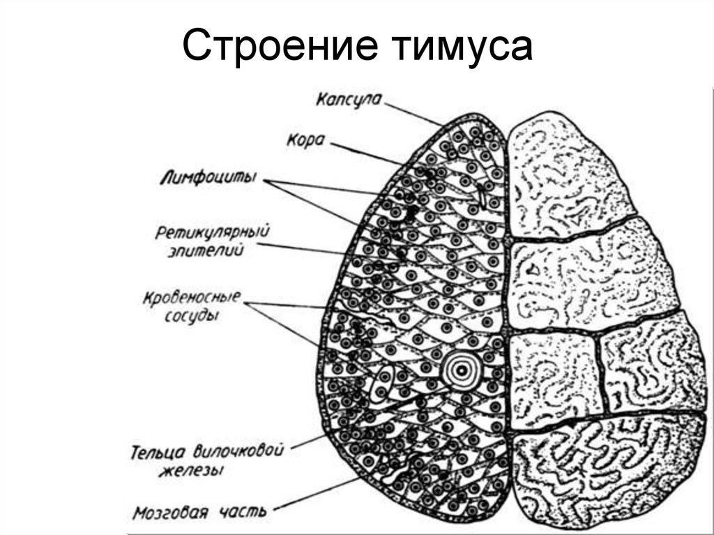 Тимус картинка с подписями