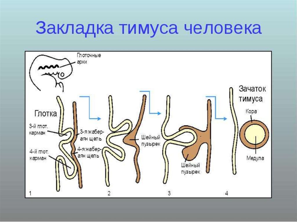 Препарат тимус гистология рисунок с подписями