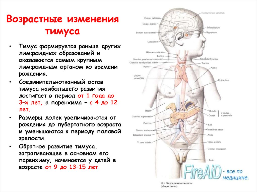 Возрастные изменения желез