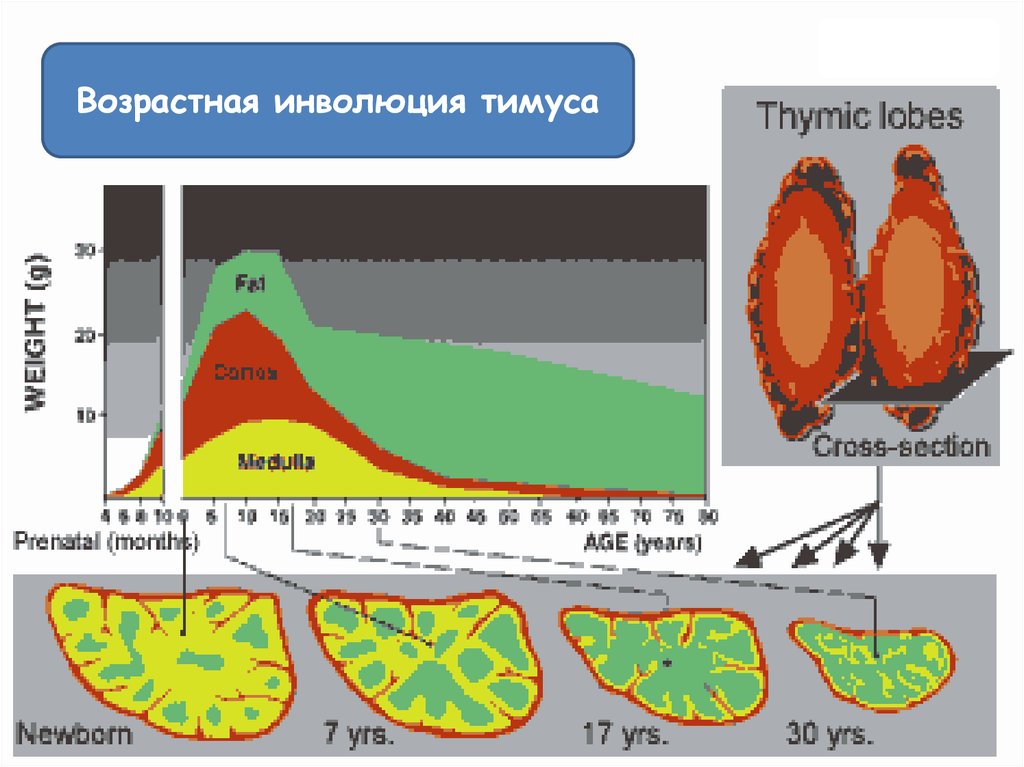 Инволюция это. Возрастная инволюция тимуса. Возрастная Эволюция тимуса. Возрастная инволюция вилочковой железы. Возрастная Эволюция вилочковой железы..