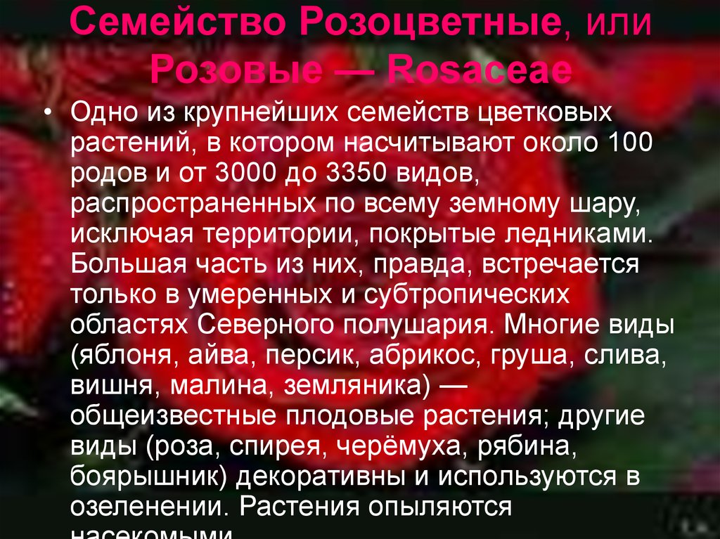 Проект по биологии 6 класс на тему розоцветные растения