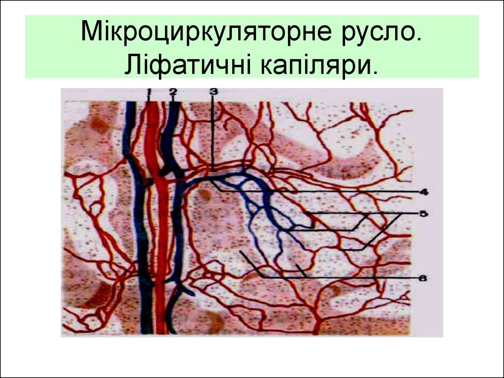 Микроциркуляторное русло презентация