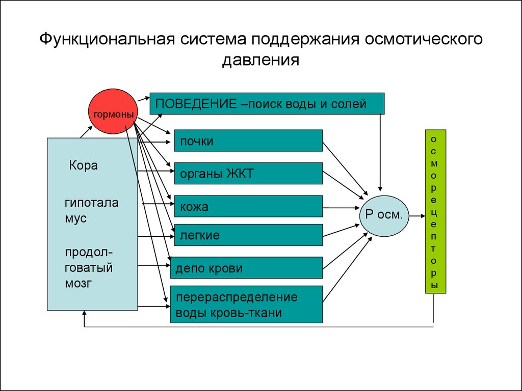 Обеспечивающей функциональной система. Схема функциональной системы осмотического давления. Осмотическое давление крови схема поддержания. Функциональная система поддерживающая осмотическое давление крови. Механизмы поддержания осмотического давления плазмы крови..