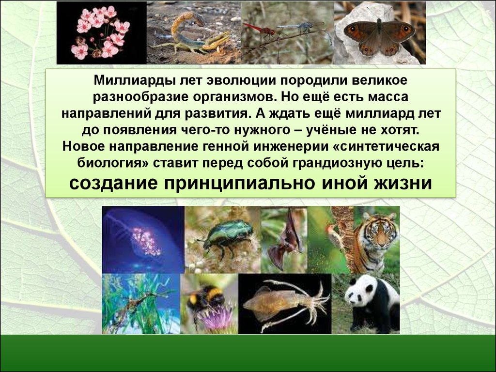 Количество и разнообразие живых организмов на земле