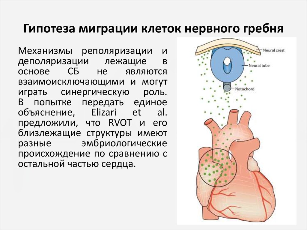 Примеры миграции клеток