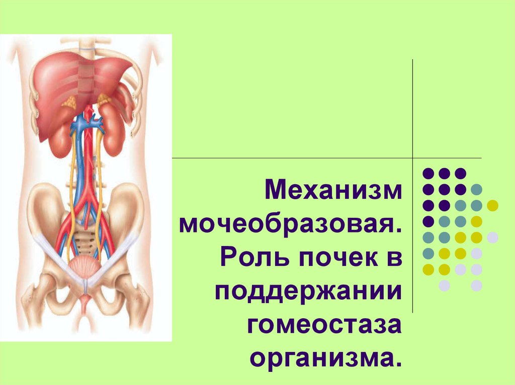 Презентация выделительная система пименов