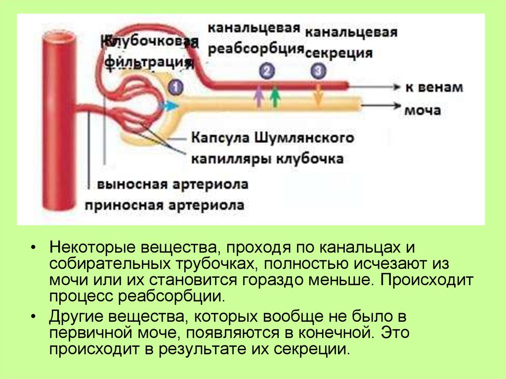 В капиллярном клубочке какая кровь. Фильтрация, канальцевая реабсорбция, секреция.. Процессы в почке фильтрация реабсорбция секреция. Процесс реабсорбции первичной мочи происходит в. Реабсорбция канальцев.