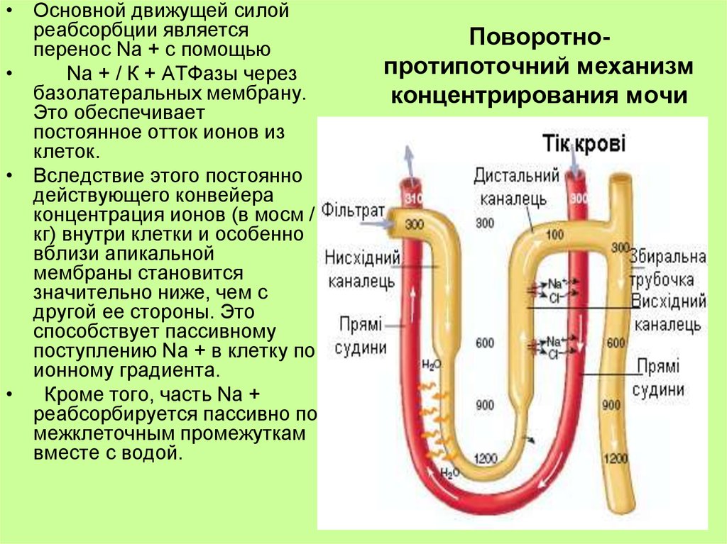 Какие силы обеспечивают. Поворотно-противоточная система нефрона. Механизмы концентрирования мочи поворотно-противоточная система. Механизмы концентрирования мочи в нефроне. Механизм осмотического концентрирования мочи.