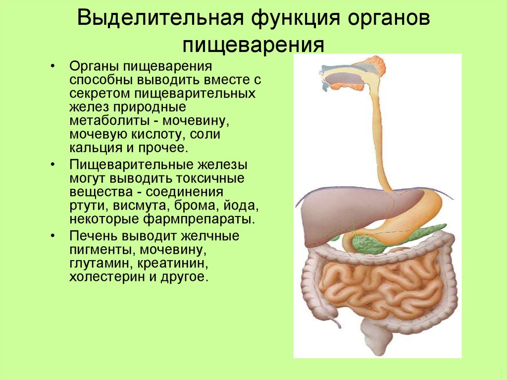 Пищеварительная система органы кратко. Выделительная функция пищеварительной системы. Секреторная функция пищеварительной системы органы. Выделительная функция ЖКТ И печени. Взаимосвязь выделительной и пищеварительной системы.