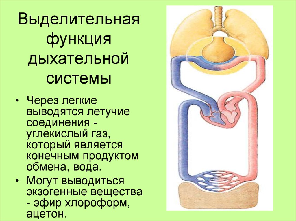 Выделительную функцию выполняют. Выделительная функция дыхательной системы. Функционирования выделительной системы органов.. Легкие выделительная функция. Секреторная функция дыхательной системы.