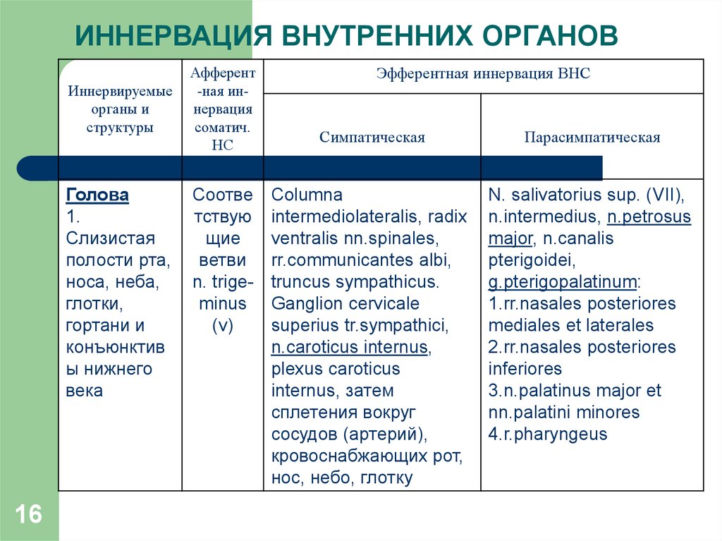 Эфферентная иннервация презентация