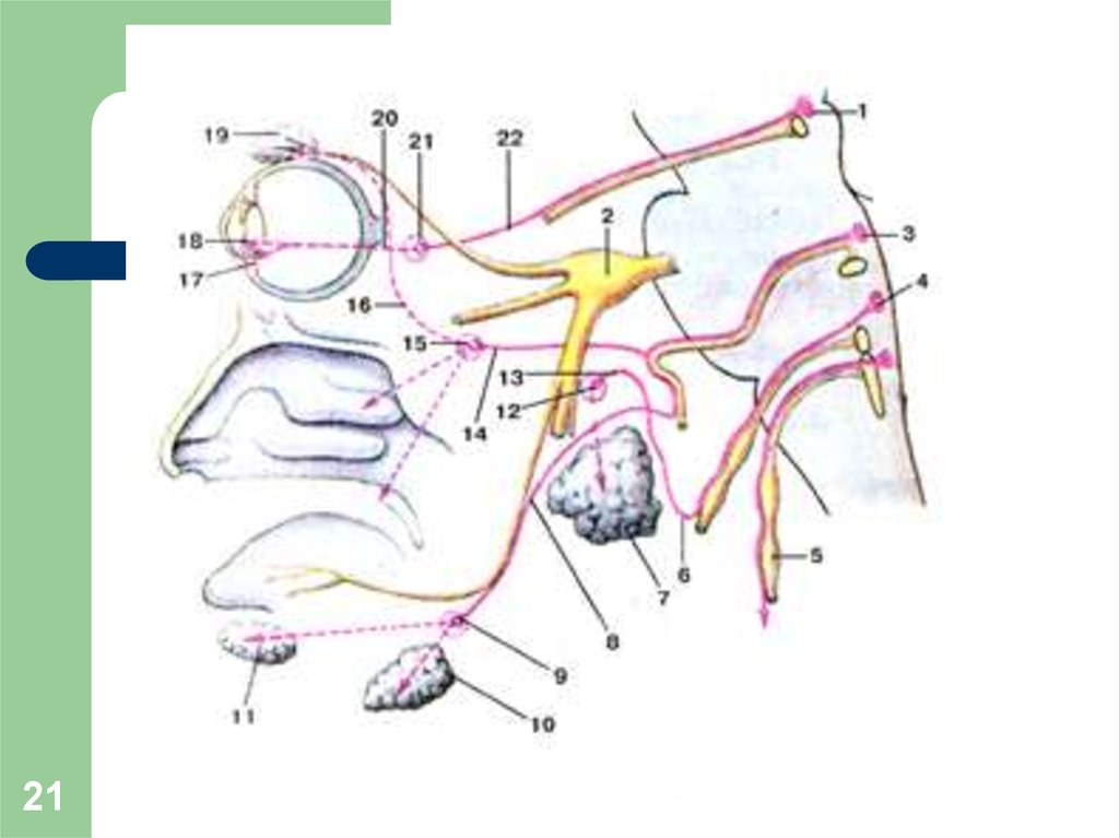 Иннервация носа схема