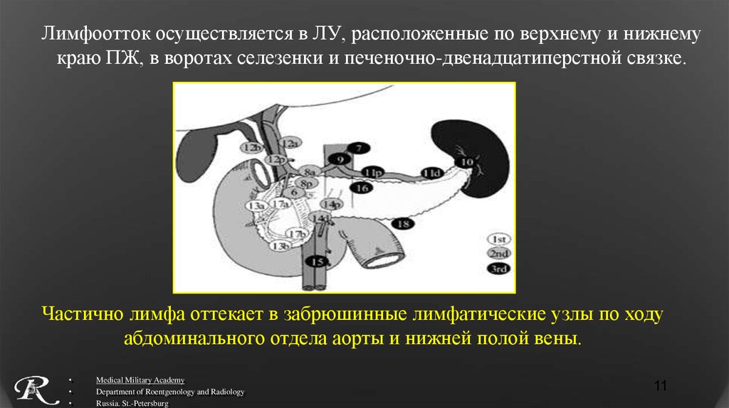 Лимфоотток селезенки схема