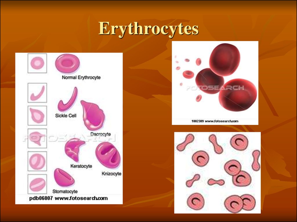 Physiology of blood. Erythrocytes.Respiratory pigments. Blood types