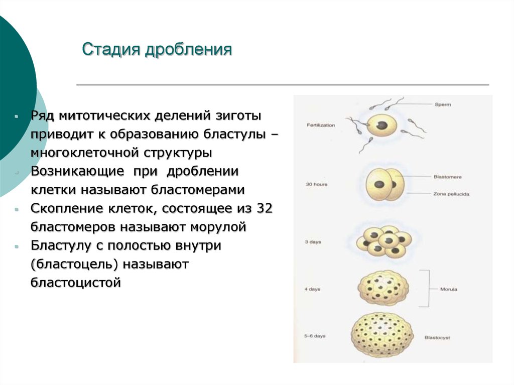 Митотическое деление зиготы называется. Многократное деление зиготы приводит к образованию. Дробление стадия деления зиготы. Этапы дробления. На стадии дробления зиготы происходит деление.