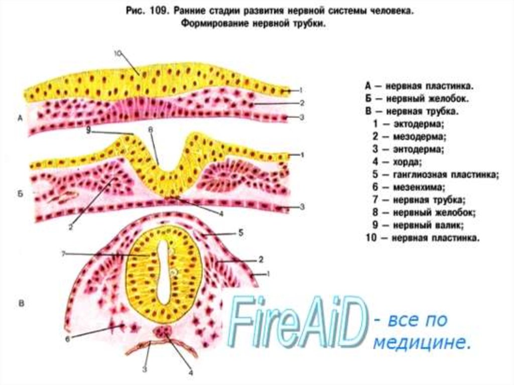 Развитие нервной системы. Развитие нервной системы в эмбриогенезе человека. Этапы эмбрионального развития нервной системы. Схема формирования первичной нервной трубки. Стадии эмбрионального развития нервной системы человека.