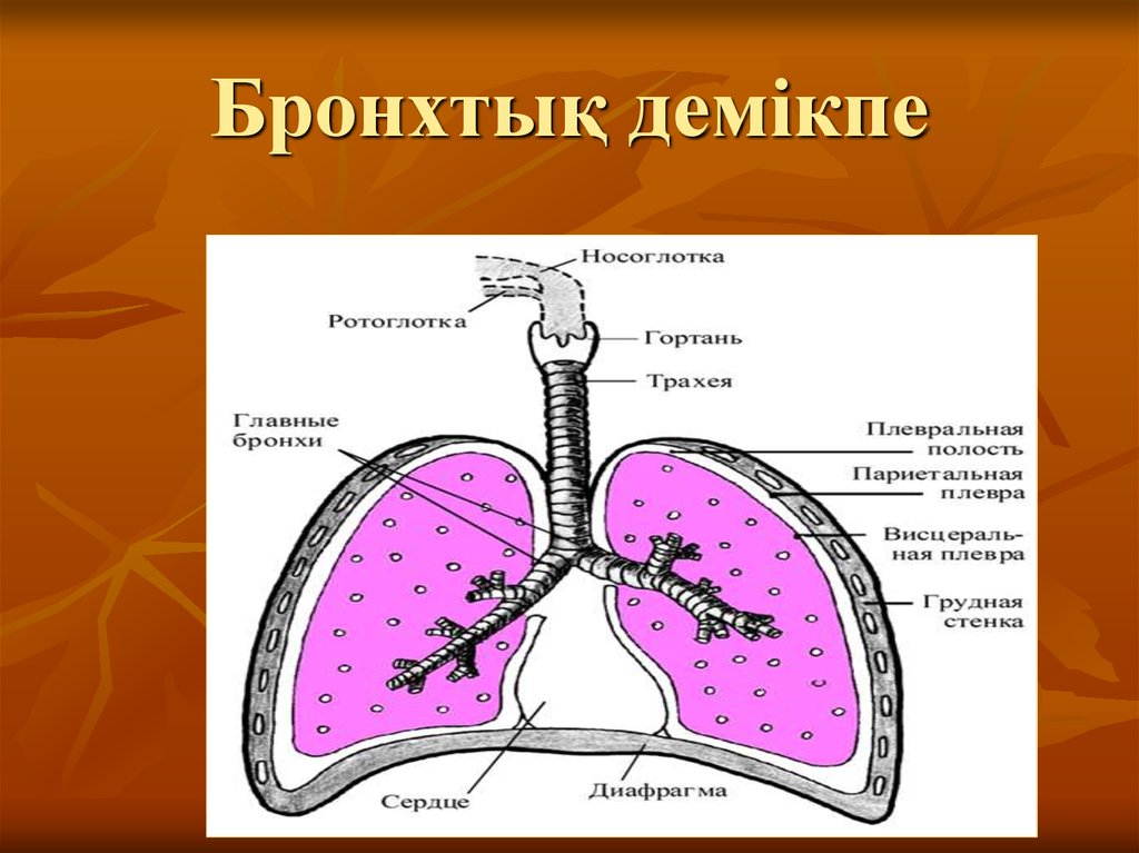 Оболочки бронхов