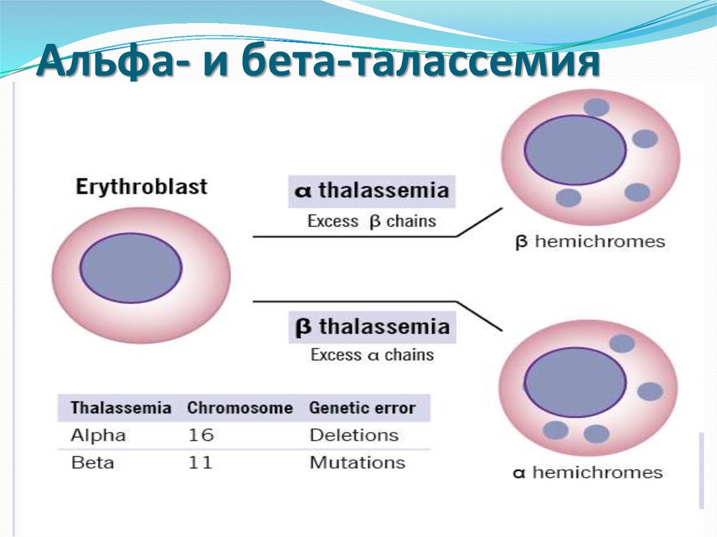 Талассемия клиническая картина