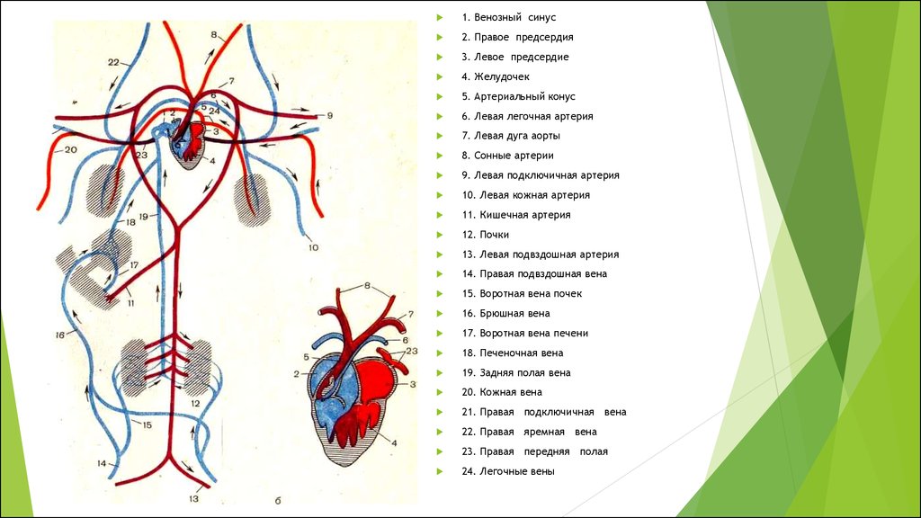 Правое предсердие левый желудочек артерии. Подключичная артерия правое предсердие спинная артерия аорта. Легочная Вена и Сонная артерия. Аорта подключичная артерия. Венозный синус правого предсердия.