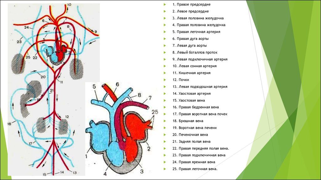 1 левый желудочек 2 левое предсердие. Схема венозной системы птицы. Венозная система птиц. Артерии птиц. Легочная Вена у птиц.