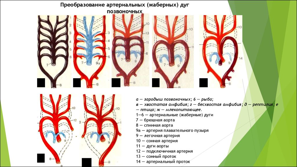Кровеносные системы позвоночных животных таблица