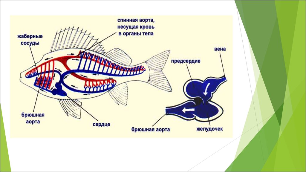 Пищеварительная система рыб схема