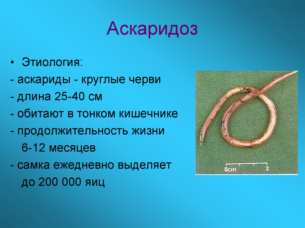 Аскарида тип. Гельминтозы цикл аскариды. Аскаридоз этиология. Аскаридоз круглый червь.