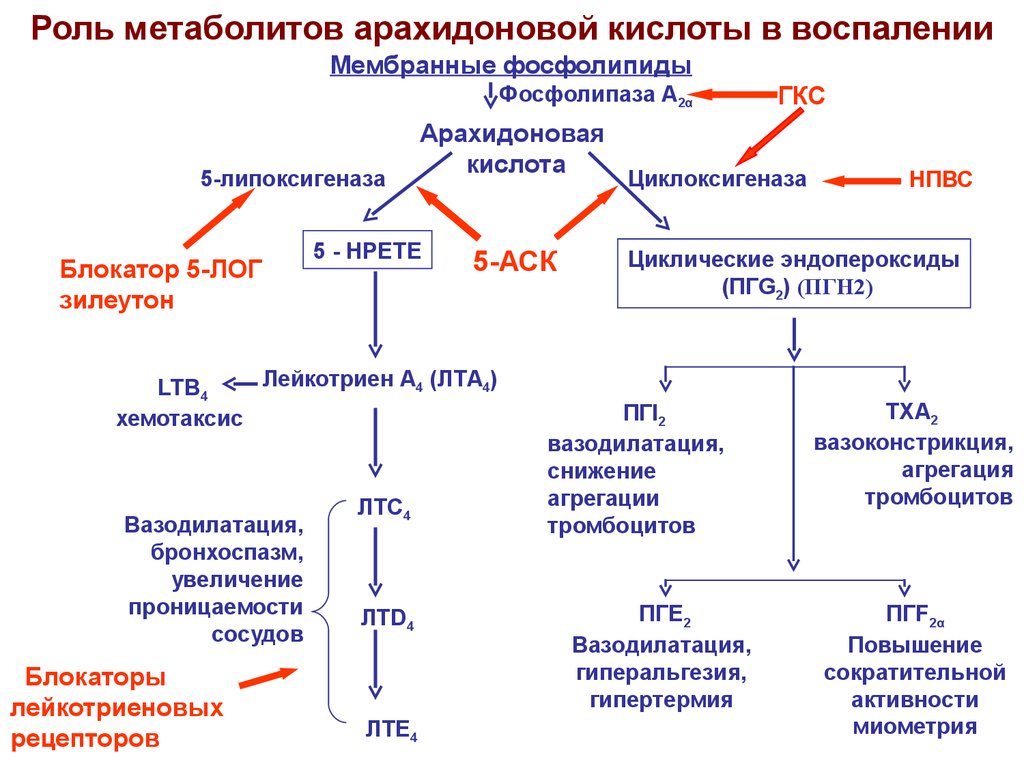 Механизм действия воспаления. Арахидоновая кислота воспаление схема. Метаболиты арахидоновой кислоты в воспалении. Схема метаболизма арахидоновой кислоты патофизиология. Метаболиты арахидоновой кислоты схема.