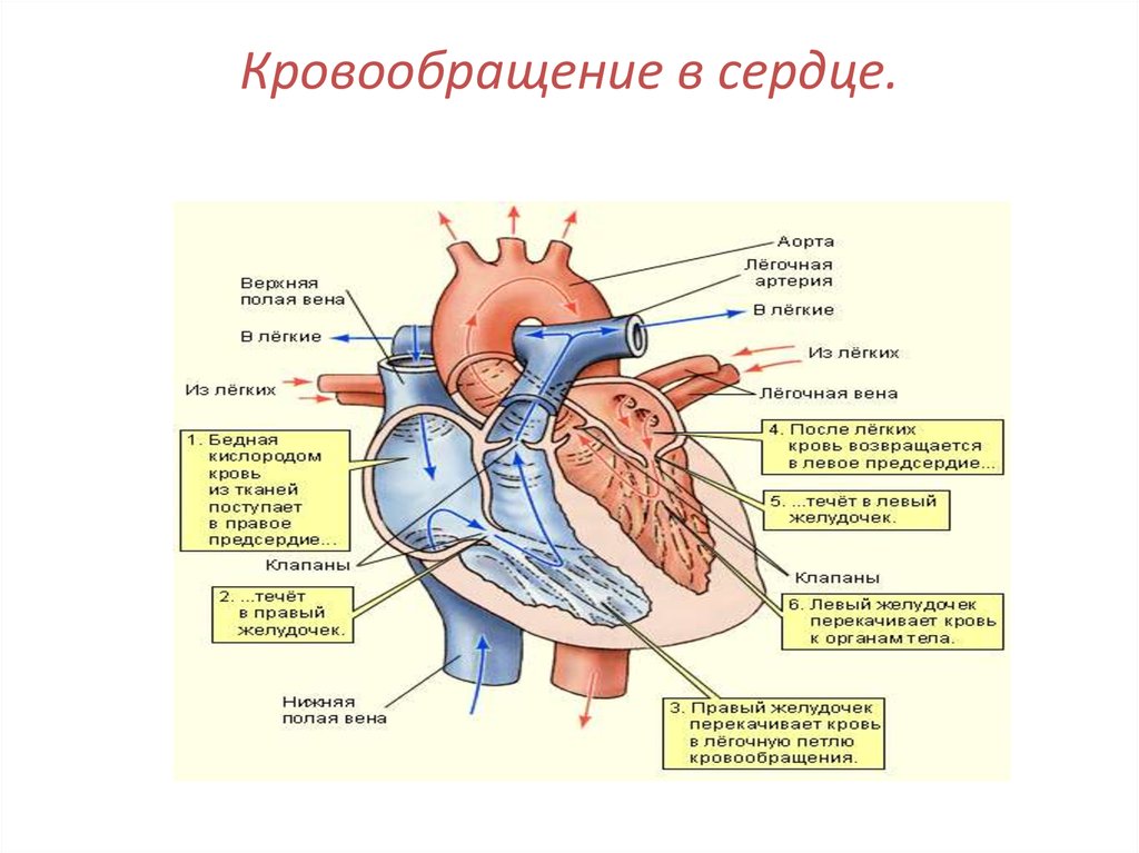 Строение сердца человека схема с описанием и круги кровообращения