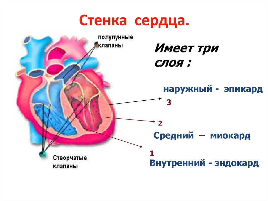 Сердце образовано клетками. Строение сердца 3 слоя. Стенки сердца эндокард миокард эпикард. Строение стенки сердца схема. Миокард сердца схема.