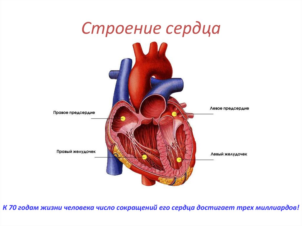 Как называется сердце. Анатомическое строение сердца человека. Строение сердца человека схема для 3 класса. Строение сердца человека 8 класс биология. Строение сердца человека 6 класс.