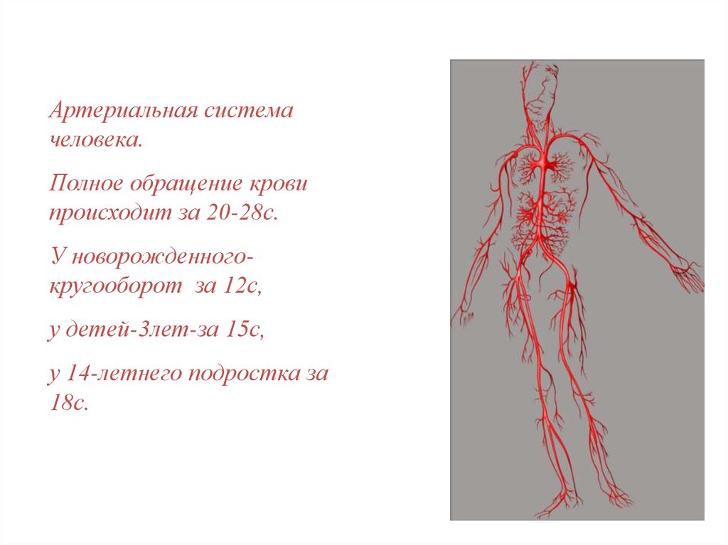 Кровяная система человека на картинке