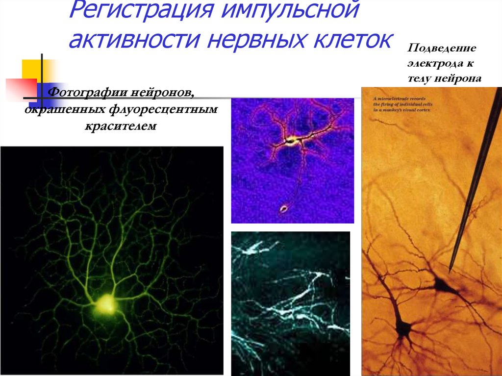 Осуществляет связь между нейронами какой нейрон. Регистрация импульсной активности нервных клеток. Метод регистрации импульсной активности нервных клеток. Импульсная активность нейронов. Метод регистрации нейронной активности.