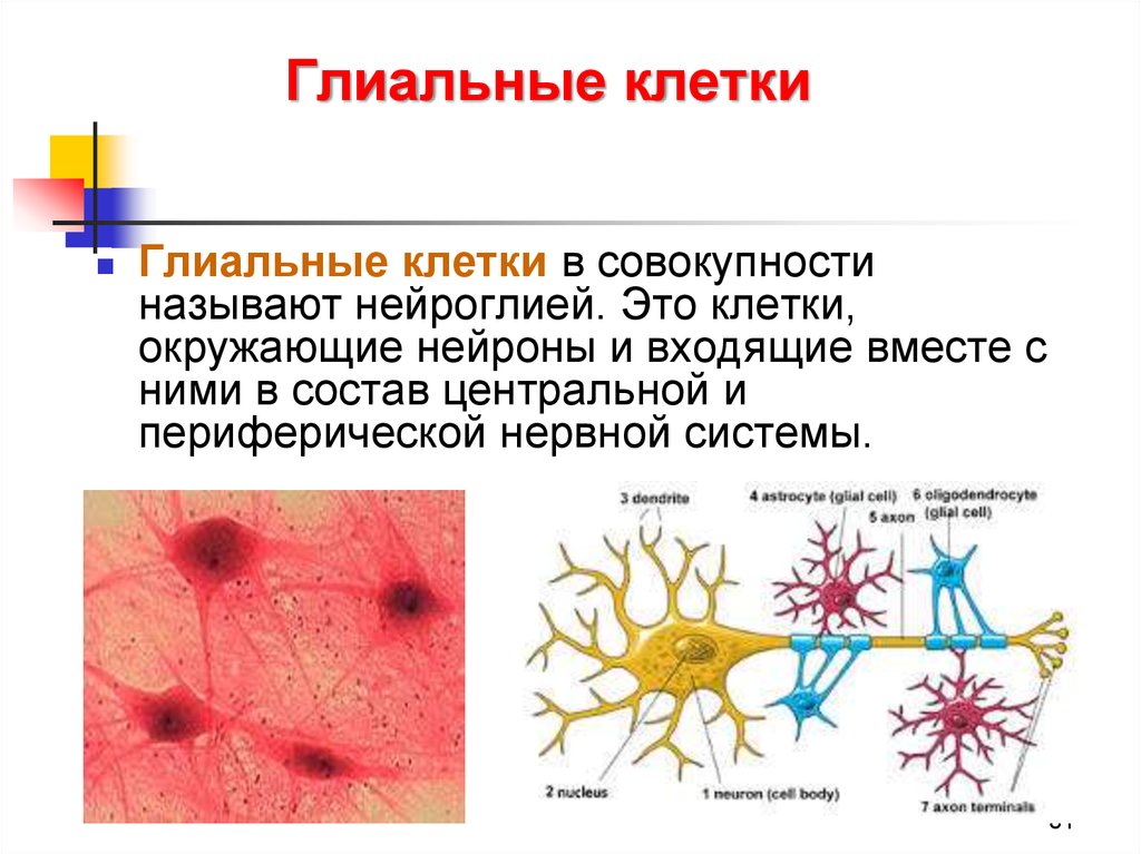 Какая ткань организма человека содержит глиальные клетки. Глиальные клетки головного мозга. Глиальные клетки нервной ткани. Клетки спутники нейроглия. Строение нервной клетки глии.