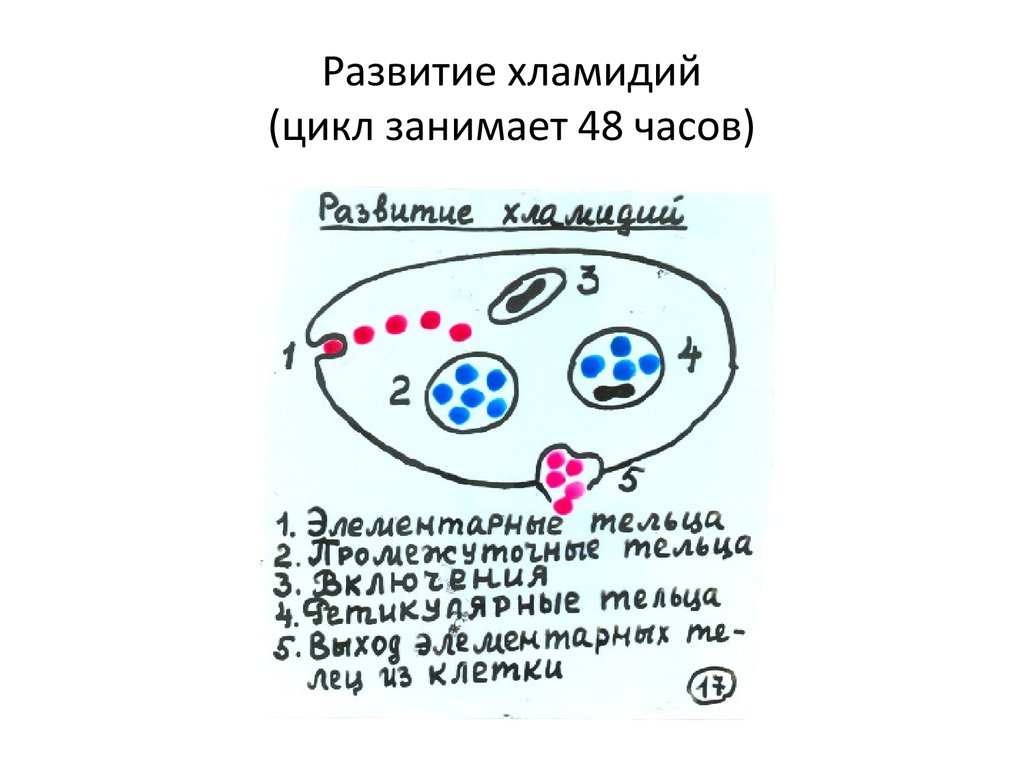 Элементарные тельца хламидий