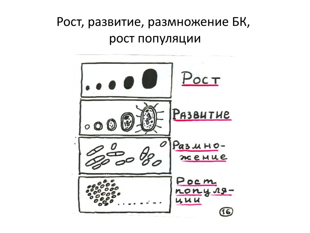 Рост бактерий