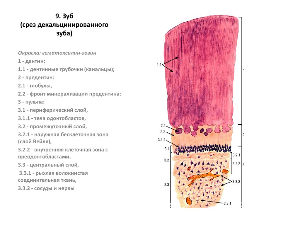 Зуб гистология рисунок