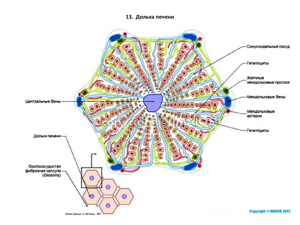 Печеночная долька анатомия рисунок