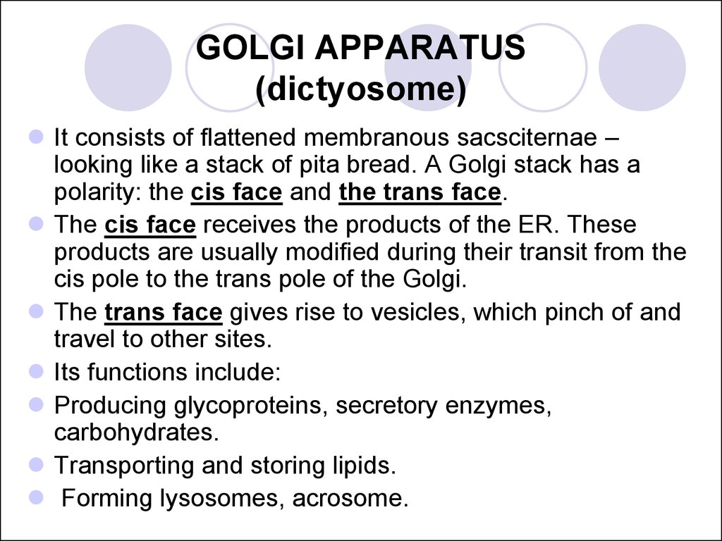 GOLGI APPARATUS (dictyosome)