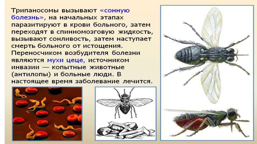 Заболевания вызываемые простейшими