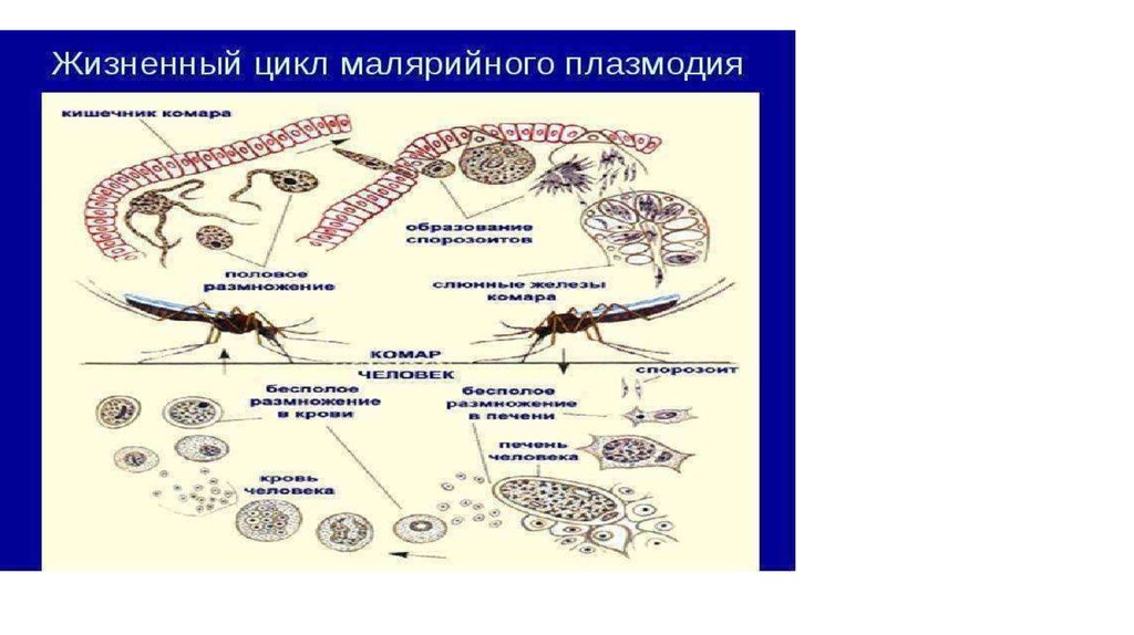 Можно ли считать человека окончательным хозяином малярийного. Цикл малярийного плазмодия. Цикл развития малярийного плазмодия. Окончательный хозяин малярийного плазмодия. Заражение малярийным плазмодием.